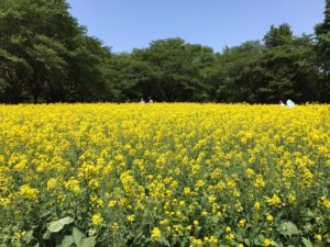 昭和記念公園　菜の花