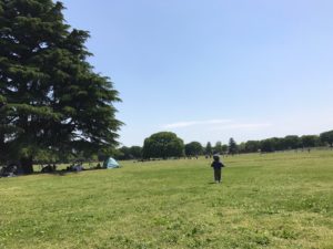 昭和記念公園 ケヤキ
